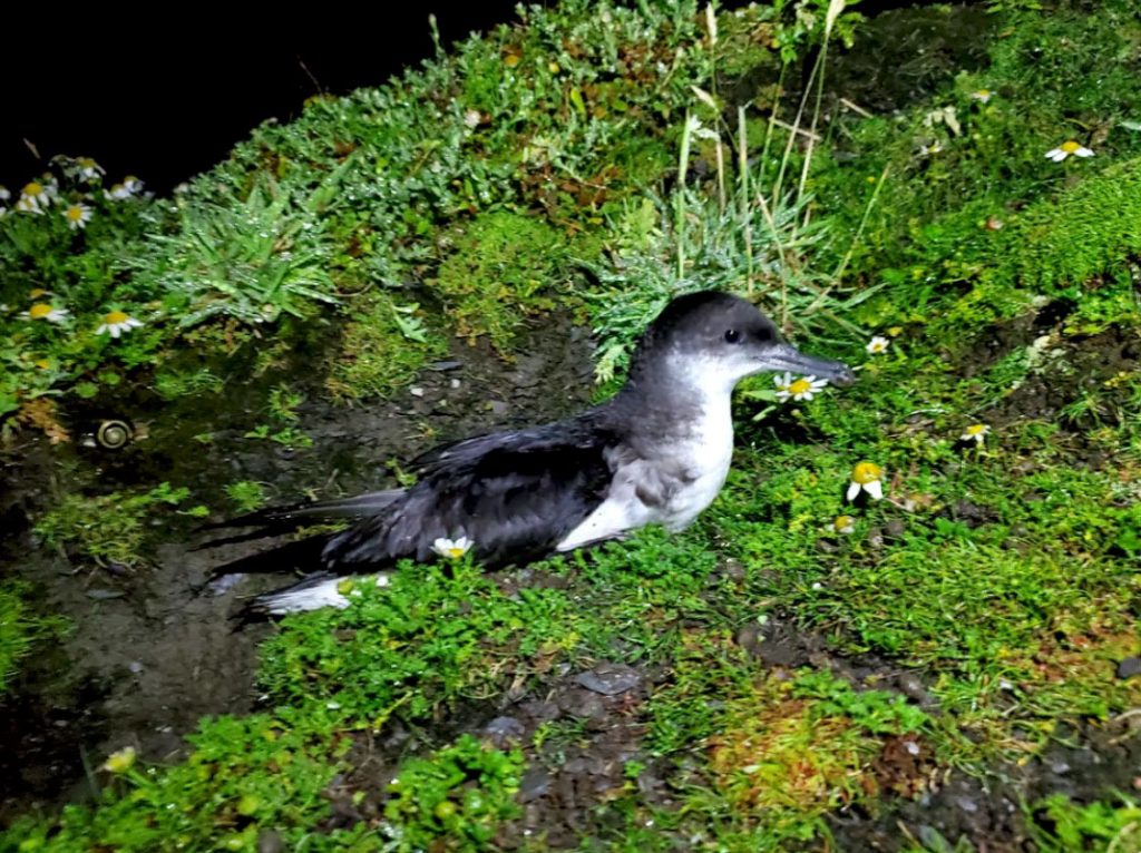 a manx shearwater