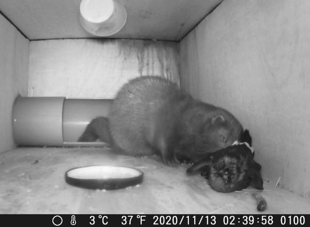 a mink with a storm petrel inside one of our invasive mammal monitoring boxes