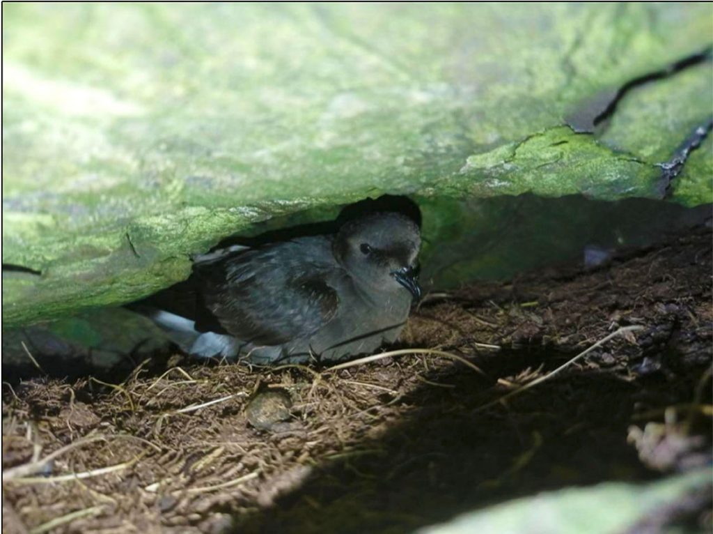 a storm petrel