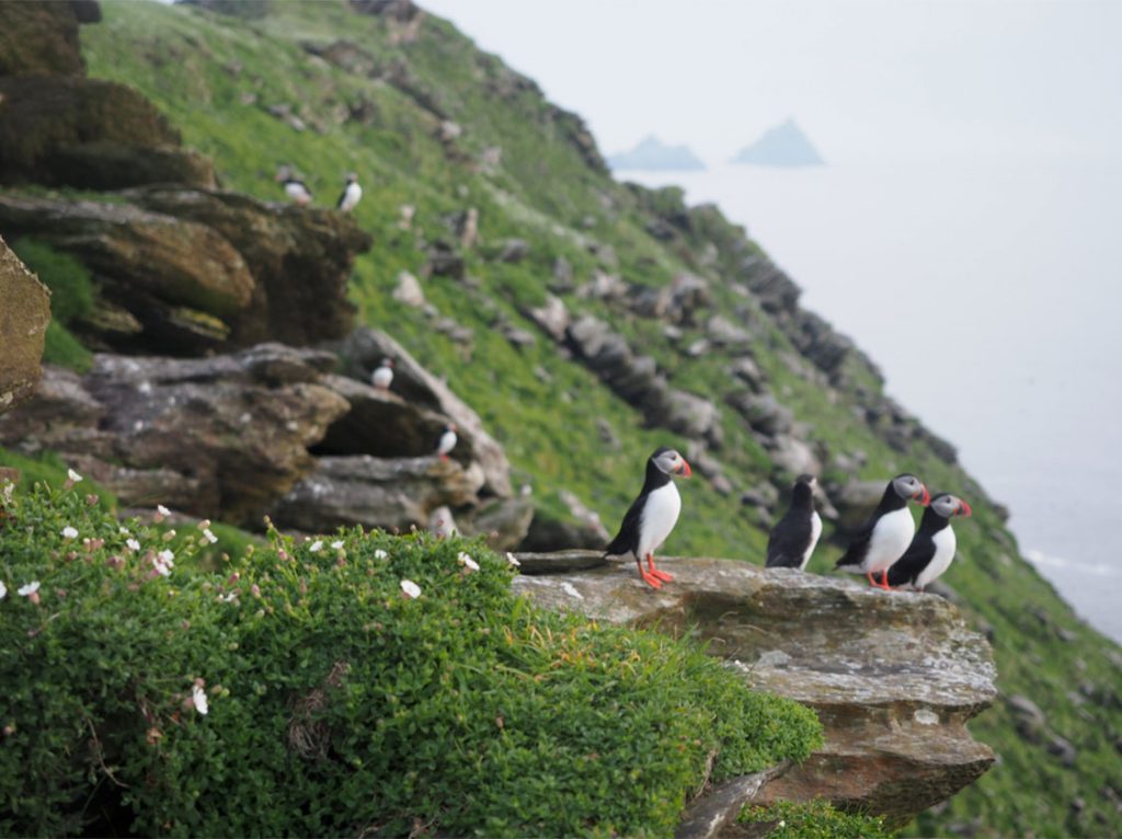 ecology research and solutions puffin population ireland