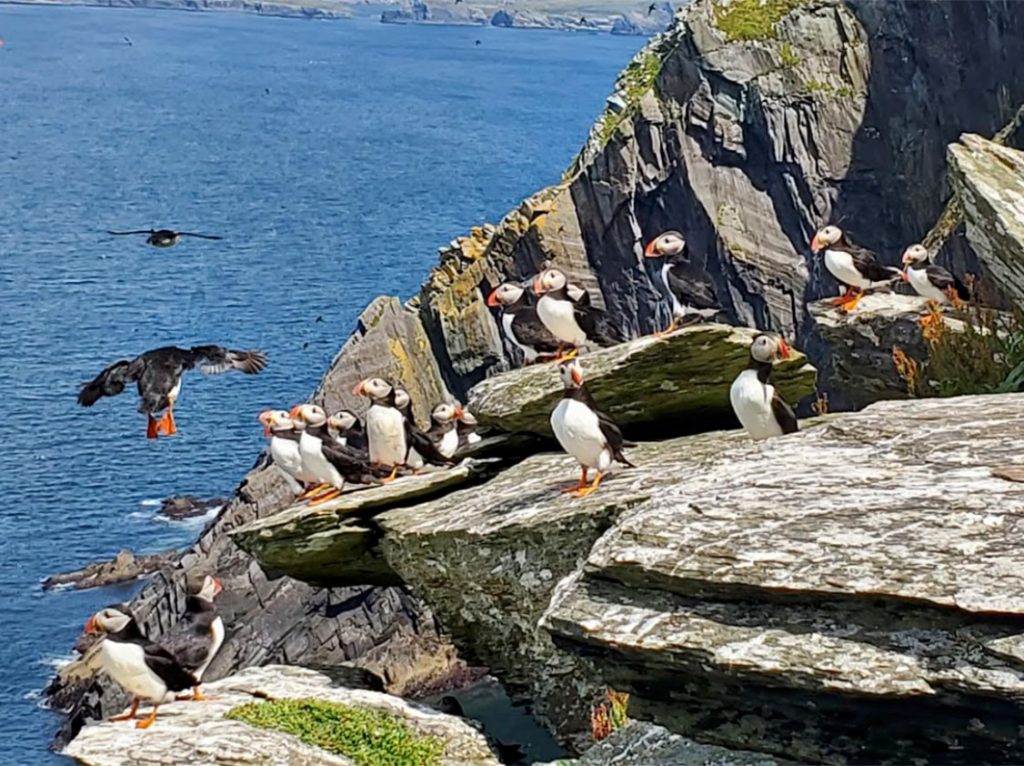 ecology research and solutions puffins population count assessment