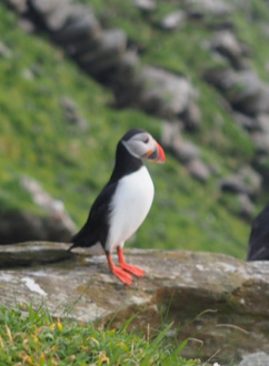 puffin