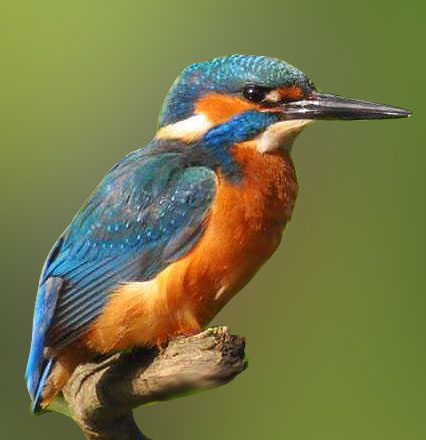 kingfisher (feale) ireland