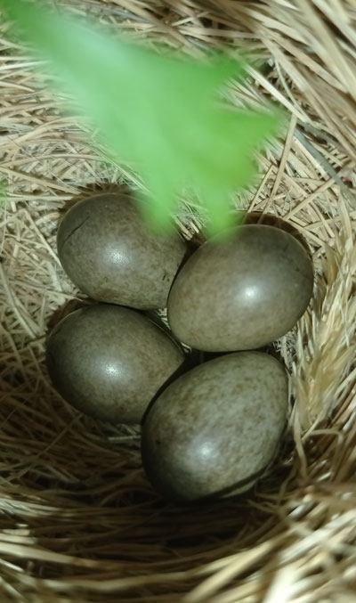 bird nest eggs ireland
