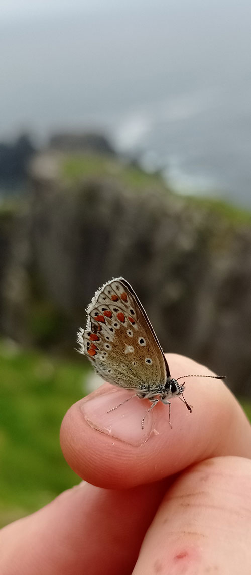 butterfly ireland