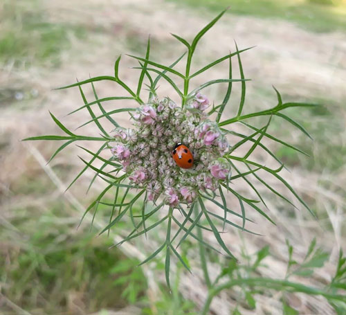 ladybug ireland