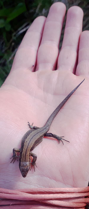 Home lizzard ireland