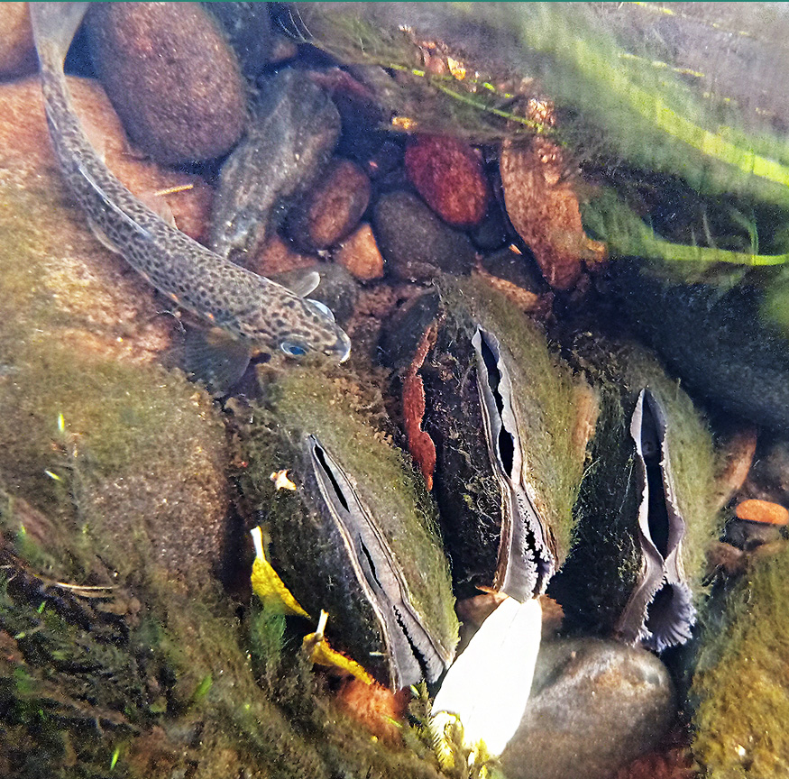 irish salmon fertilizing river shells